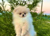 Pomeranian Teddy Face